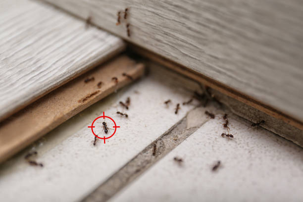Best Exterminator Services  in Ellerslie, GA