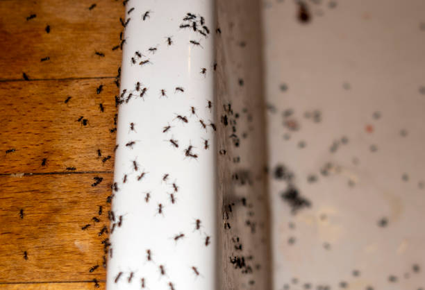 Best Flea Control Services  in Ellerslie, GA