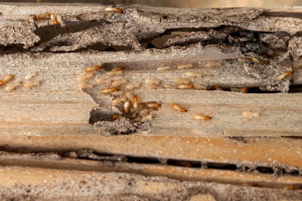Best Pest Removal Services  in Ellerslie, GA